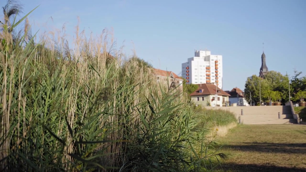 Høye siv og gress i det historiske festningsområdet Ravelin V med Saarlouis bybilde og kirketårn i bakgrunnen i Tyskland