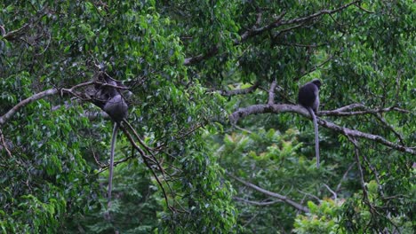 one walks away on the branch to the left while the other sits on a branch on the right side, dusky leaf monkey trachypithecus obscurus, thailand