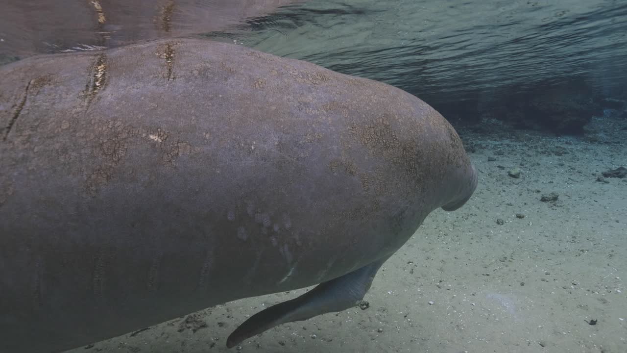 Close-up underwater view of a manatee showing suckerfish grazing along its side in Florida spring