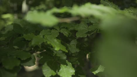 leaves of trees in the wind