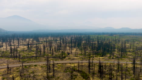 aerial view of a vast burnt forest with a road traversing through, showing the desolate aftermath of a wildfire under a hazy sky