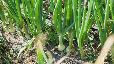 green onions growing in earth, organic farming, rows in the field. sprouted green onion close-up