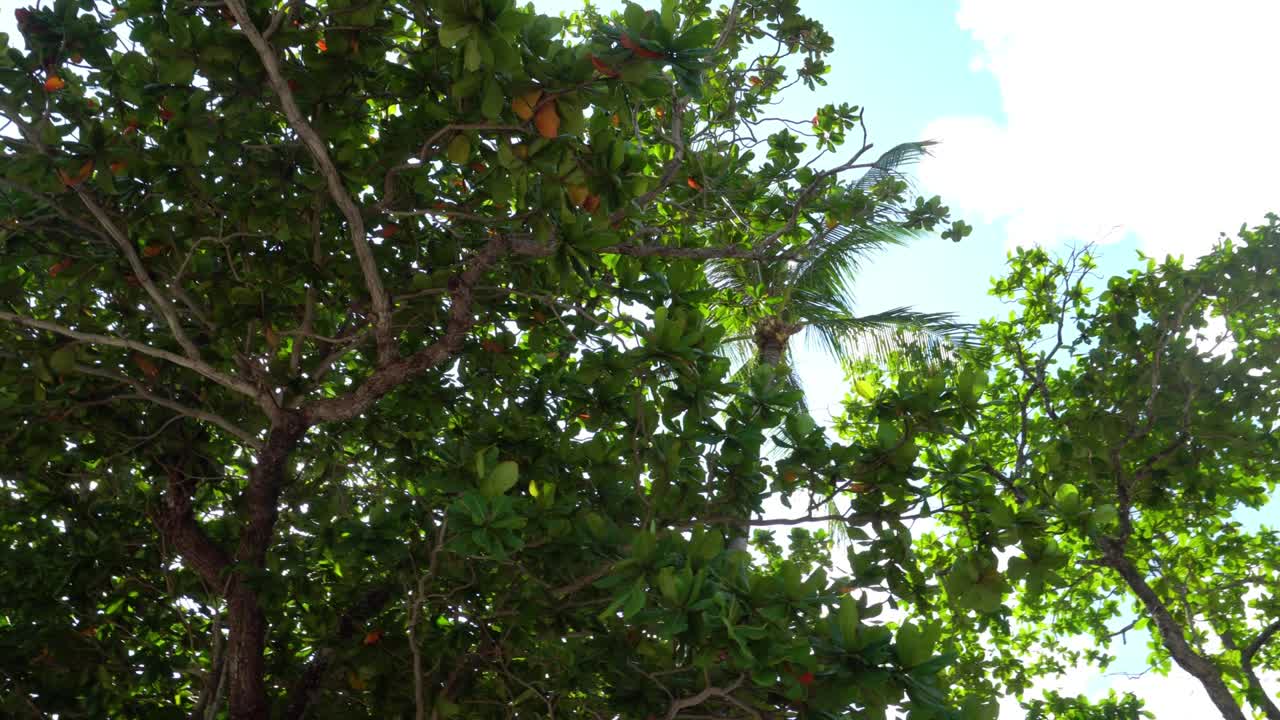 나는 열대 나무와 하늘을 쳐다본다.