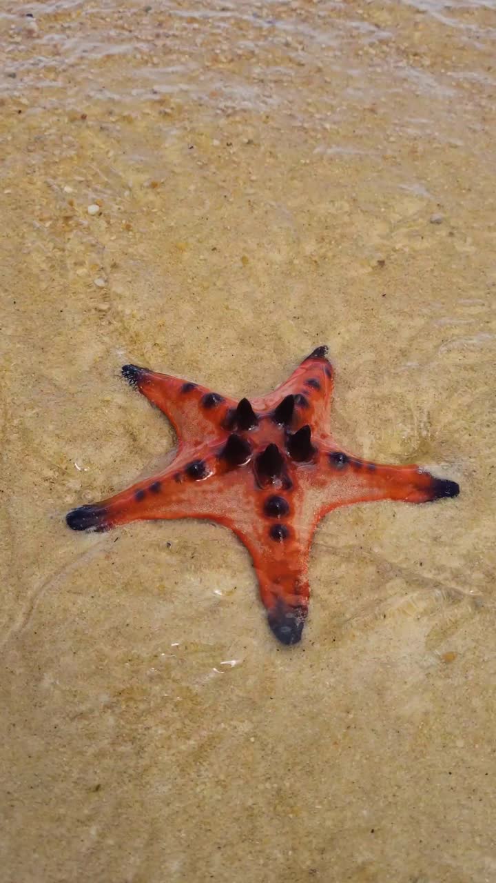 Vertical close-up of a red starfish resting on the sandy beach at Starfish Beach, Phu Quoc Island, Vietnam, gently caressed by soft waves, showcasing tropical marine charm