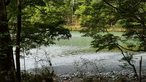 Forest-stream-pan-with-trees