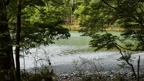 Forest stream pan with trees