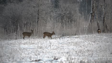 group of deer graze skittish in snow covered grassy plains on forest edge