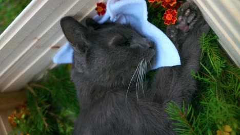 funeral de un gato muerto de 18 años colocado en un ataúd con lechos de flores - alejar