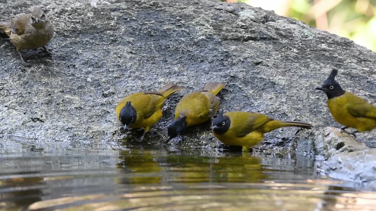 Bulbuls-de-crista-preta, Bulbul-de-orelhas-listradas, Bulbul-de-garganta-listrada, banhando-se na floresta durante um dia quente, Pycnonotus flaviventris, Pycnonotus conradi, Pycnonotus finlaysoni, em câmera lenta