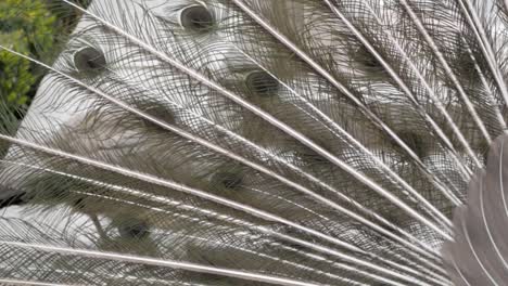 primer plano de la pluma trasera del abanico de cola de pavo real abierto