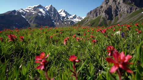 red flowers in the swiss alps