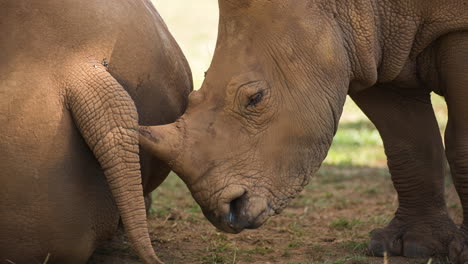 rhinoceros in the open