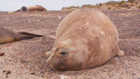 vista a nivel del suelo de una foca elefante hembra descansando y manteniendo un ojo con el fondo del mar