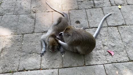 two monkeys grooming each other