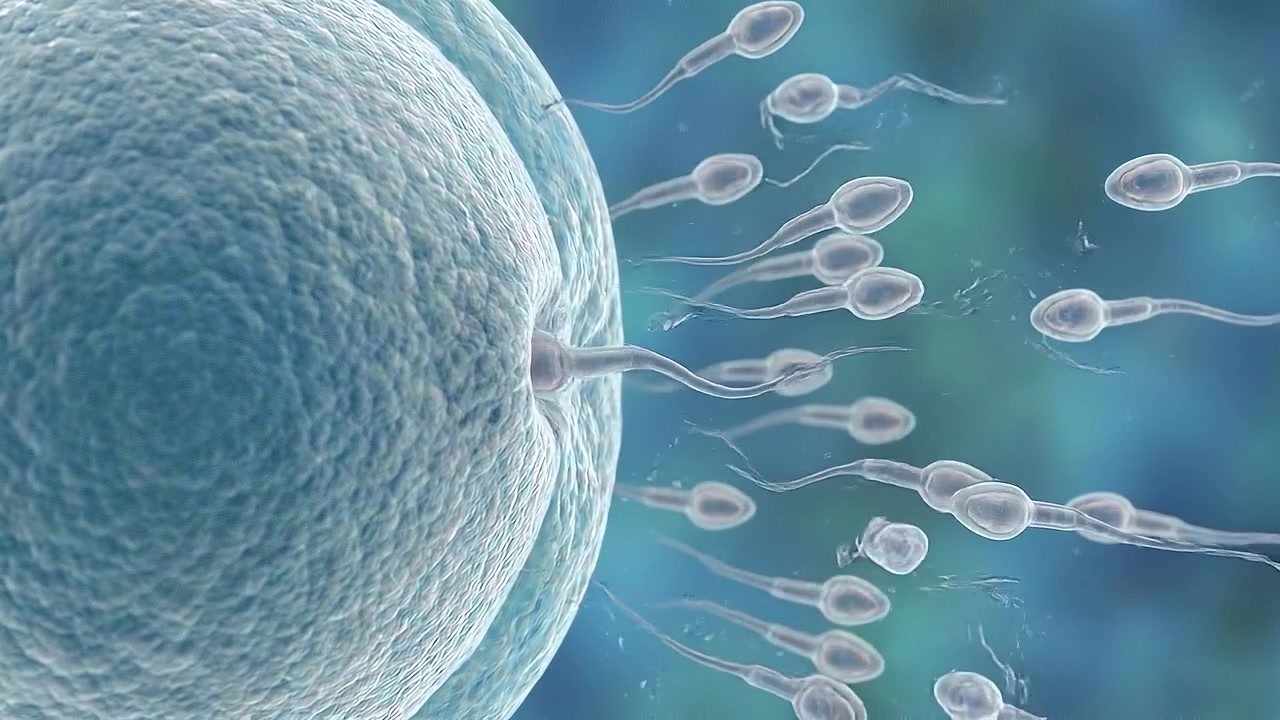 Sperm Cells Swimming Toward and Fertilizing an Egg Cell