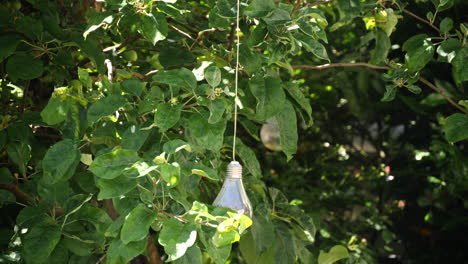 Glühbirnen-Hängen-Im-Sommer-An-Einem-Baum