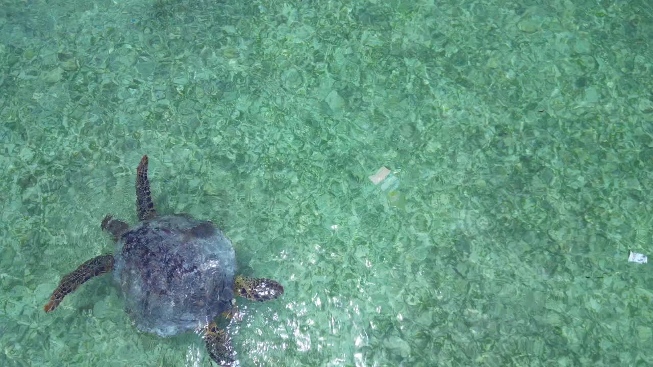 Sea turtle swimming near surface of clear turquoise ocean water, taking a breath with head breaking water. Wildlife and marine life concept. Nice aerial view vertical bird's eye view drone