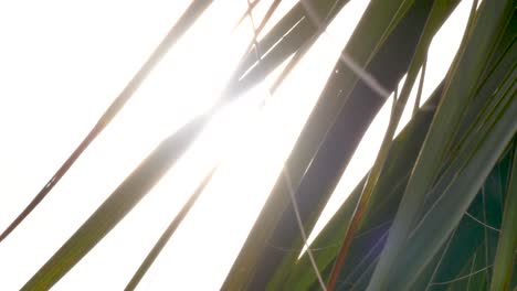 cinematic close up of the sun shining through some tropical palm frond leaves on a sunny summer afternoon at the beach in coastal georgia