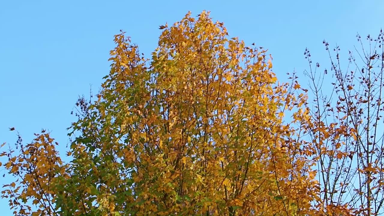 Yellow autumn leaves on sycamore tree moving in the breeze