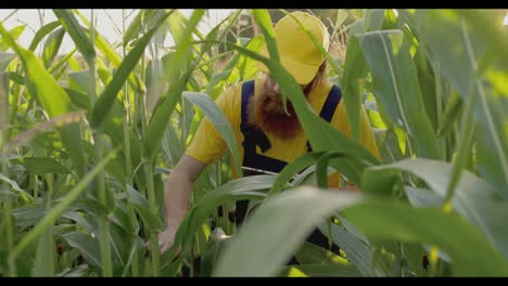 farmer inspecting cornfield with tablet
