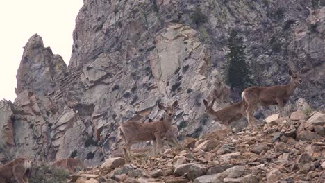 Junge-Weibliche-Maultierhirsche-Grasen-Auf-Einem-Hügel-In-Den-östlichen-Sierra-Nevada-Bergen-1