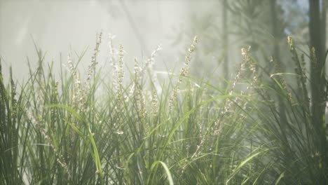 grass flower field with soft sunlight for background.