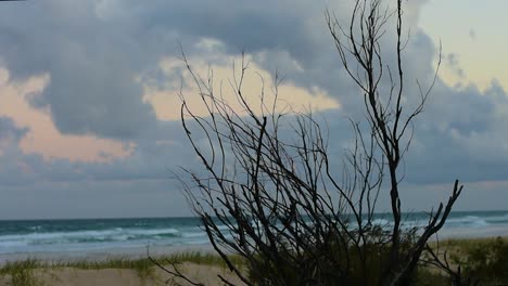 Toma-Estéril-Y-Tranquila-De-Un-árbol-Muerto-Recortado-Con-Dunas-Tranquilas-Y-Un-Océano-Pacífico-Ondulante-En-El-Fondo,-Bajo-Un-Cielo-Matutino-Cambiante