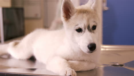 Cute-dog-lying-on-table