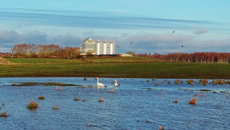 swans gliding through flooded wetlands with rural silos in the sunny background