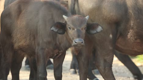 cute little cape buffalo calf standing within the herd, kruger national park.