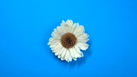 beautiful single daisy flower slowly spinning on a rotating blue background.