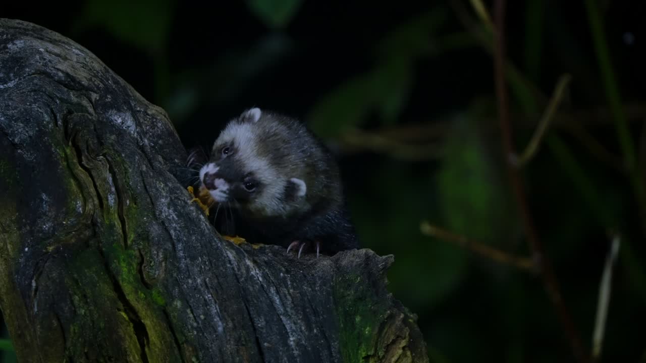 A European polecat emerging from dense vegetation in the dark forest of Drenthe, Netherlands