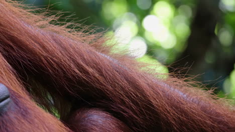 an orangutan in nature