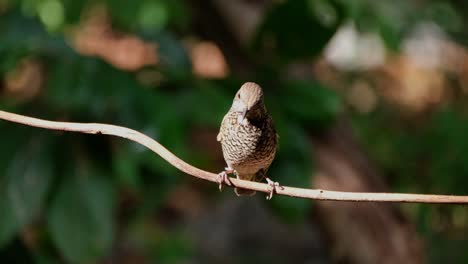 chirriando y mirando hacia la derecha durante una brillante tarde en el bosque, el tordo de roca de garganta blanca monticola gularis, tailandia