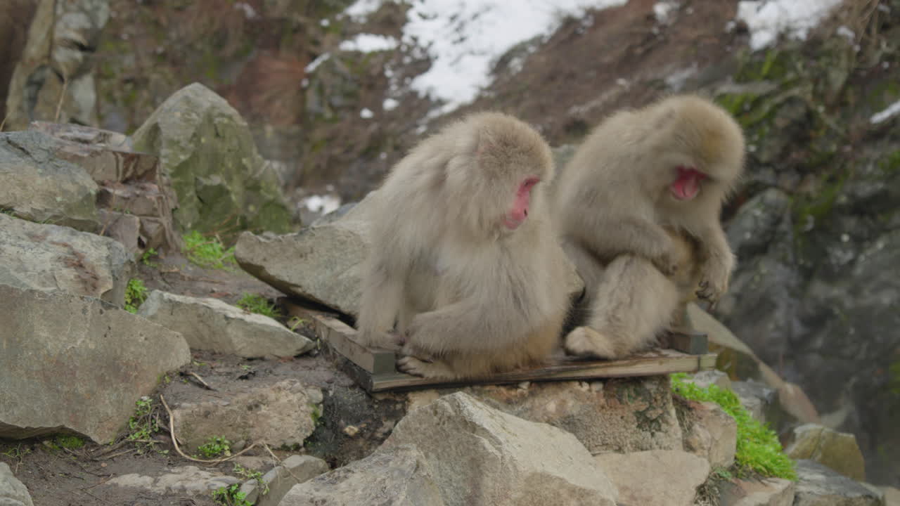 Snow monkeys sitting together on rocks with one grooming itself, Japan