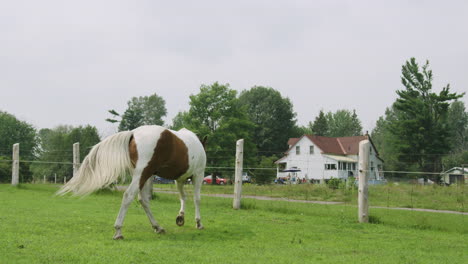 Schönes-Erwachsenes-Männliches-Pinto-Pferd,-Das-Friedlich-In-Einem-Feld-Spazieren-Geht-Und-Den-Schwanz-Schnippt