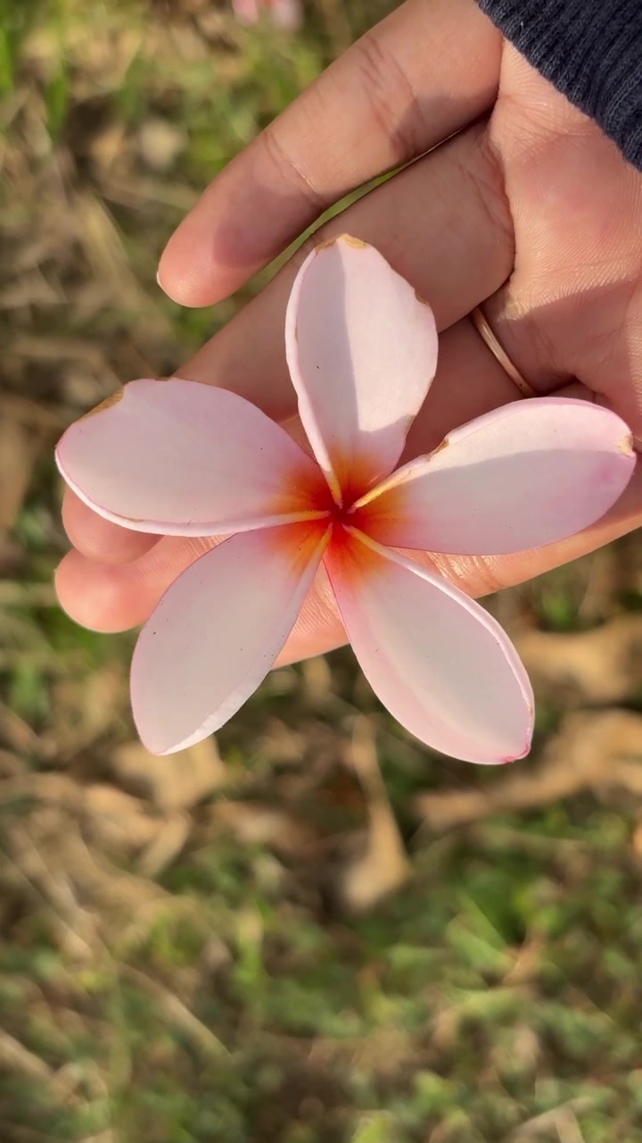 Mano che tiene un delicato fiore di Plumeria rosa all'aperto