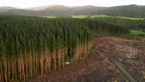 pine tree forest and massive cut down land plots, aerial view