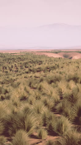 a view of a grassy desert landscape with a mountain in the background