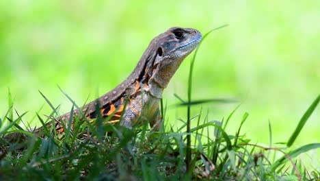 Die-Schmetterlingseidechse-Ist-Eine-Art-Leguan,-Die-Haut-Ist-Mit-Orangefarbenen,-Olivgrünen,-Weißen-Und-Blauen-Flecken-Gefleckt