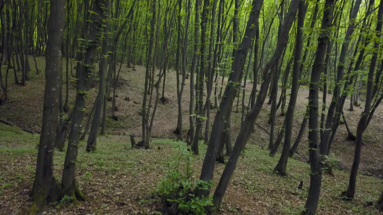 caminando por el sendero del bosque en un vasto tronco de pino verde, pov deambulando por el patrón del bosque verano hermosa luz del atardecer