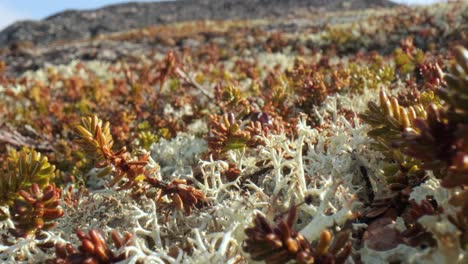 Flechtenmoos-Der-Arktischen-Tundra-Aus-Nächster-Nähe.-Es-Kommt-Hauptsächlich-In-Gebieten-Der-Arktischen-Tundra-Und-Der-Alpentundra-Vor-Und-Ist-äußerst-Kälteresistent.-Cladonia-Rangiferina,-Auch-Als-Rentierbecherflechte-Bekannt.