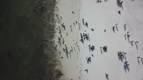 Touristen-Genießen-Das-Schwimmen-Im-Meer-An-Heißen,-Sonnigen-Sommertagen,-Watamu-Beach,-Kenia---Luftaufnahme-Von-Oben-Nach-Unten