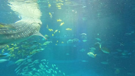 diverse marine life swimming in a large aquarium