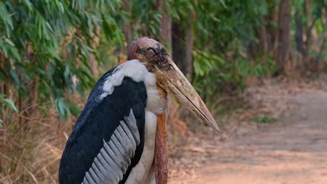 Ein-Großer-Vogel-Aus-Der-Familie-Der-Storche,-Der-In-Südasien-Weit-Verbreitet-Ist-Und-Jetzt-Aufgrund-Des-Verlusts-Seines-Lebensraums-Gefährdet-Ist