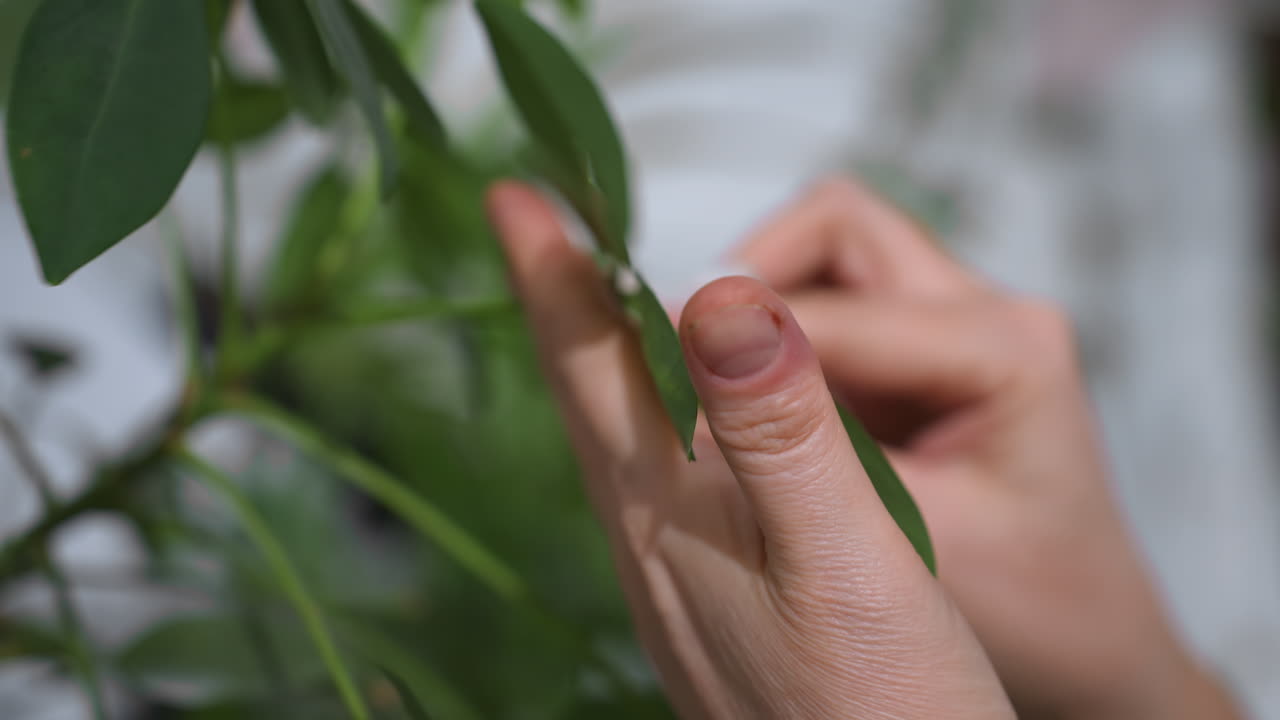Close up view of female hands damping vibrant green leaf surface with white towel against indoor greenery backdrop, highlighting careful plant care through delicate motion under soft natural light