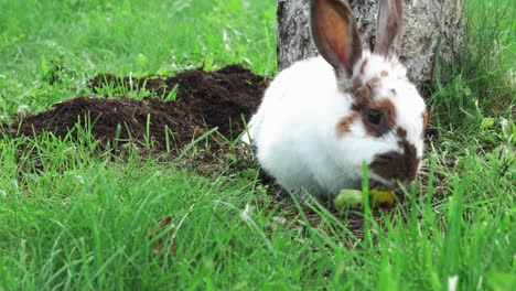 hermoso y lindo conejo blanco está acostado en el suelo y disfruta de su comida mientras está rodeado de hierba verde y un árbol blanco detrás de él