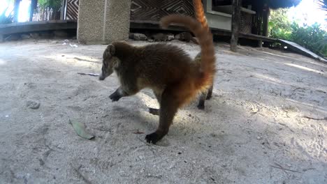 Lindo-Primer-Plano-De-Coatimundi-Buscando-Comida