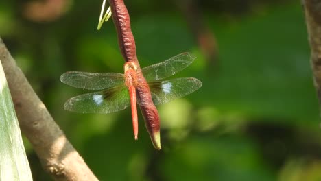 Libélula---Verde---Oro