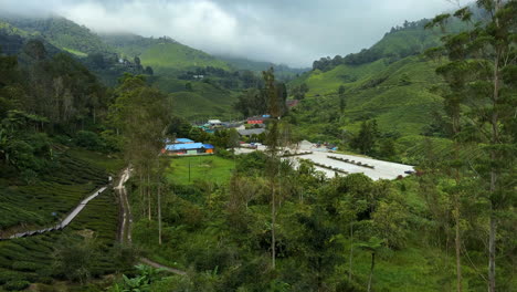 serene tea plantation landscape in the mountains